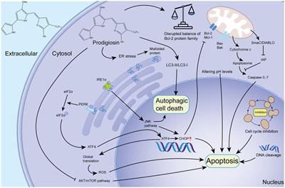 Prodigiosin: unveiling the crimson wonder – a comprehensive journey from diverse bioactivity to synthesis and yield enhancement